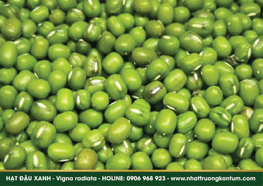 hatdauxanh 03
