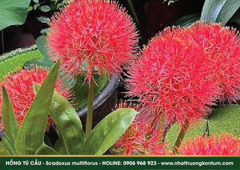hongtucau 03