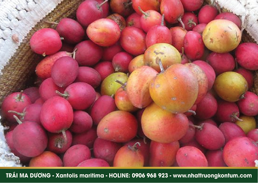 maiduong 05