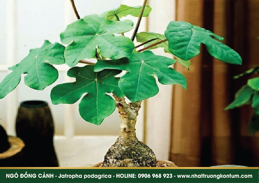 ngodongcanh 04