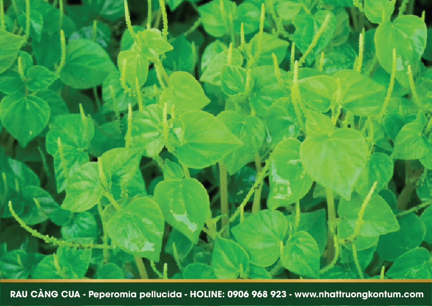 raucangcua 05